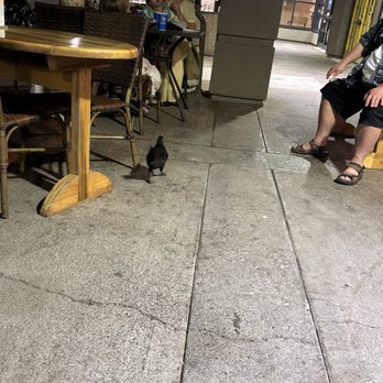 Coconuts Fish Cafe - Feral chicken walking around looking for food droppings from the tables! - Seafood Near Me - Kihei, Hawaii