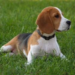Weed & Feed Lawn Care