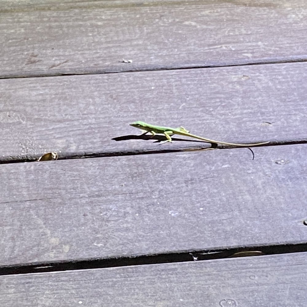Original Florida Lizard ! Original Florida Lizard !