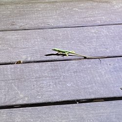 Withlacoochee River Park - Original Florida Lizard !