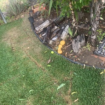 Manuel's Gardening - The gap is one i ch between sod pieces. The sod pieces were not completely in contact with the ground, causing the grass to die. - Gardeners Near Me Manuel's Gardening - The gap is one i ch between sod pieces. The sod pieces were not completely in contact with the ground, causing the grass to die. - Gardeners Near Me