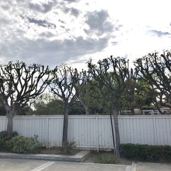 Real Tree Service - Carrotwood trees - Tree Services Near Me Real Tree Service - Carrotwood trees - Tree Services Near Me