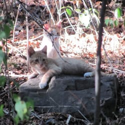 Parque del Agua - Gatitos residentes del Parque del Agua
