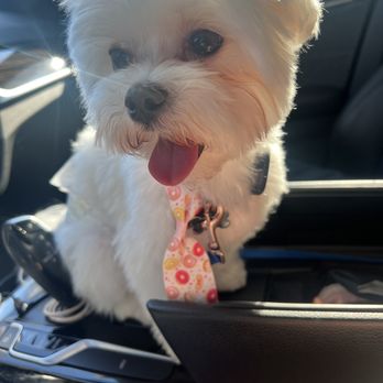 Amber's Luxury Pet Hotel - Pet Boarding Near Me - Corona, California Amber's Luxury Pet Hotel - Pet Boarding Near Me - Corona, California