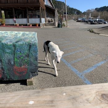 Point Arena Pizza - Pier surf dog, she was friendly & sweet. - Pizza Near Me - Point Arena, California Point Arena Pizza - Pier surf dog, she was friendly & sweet. - Pizza Near Me - Point Arena, California