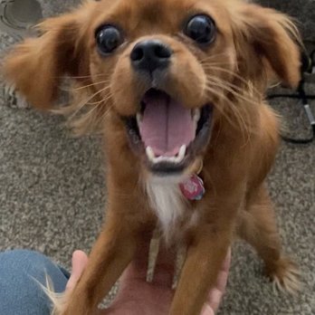 Chill Grapevine - Happy as a dog - New American Near Me - Grapevine, Texas