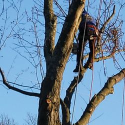 Johnnys Tree Service