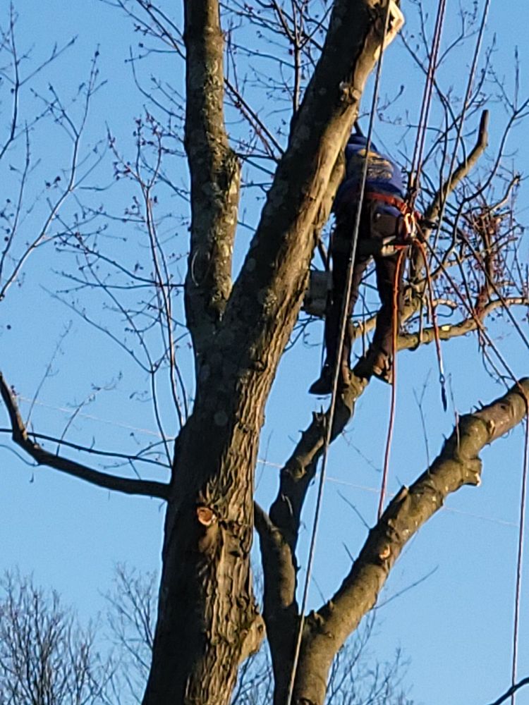 Johnnys Tree Service - tree service in Philadelphia, PA