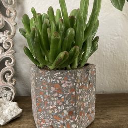 Gollum Jade in a Terrazzo planter,  precious!
