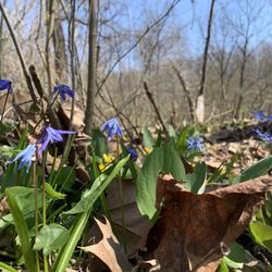 Creekside Nature Park - Spring blooms