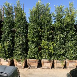 Paradise Gardens Nursery