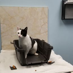 My "tripawd" kitty S'mores! Relaxed & excited for the treat her friendly vet gave her! My "tripawd" kitty S'mores! Relaxed & excited for the treat her friendly vet gave her!