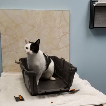 Pacific Veterinary Hospital - My "tripawd" kitty S'mores! Relaxed & excited for the treat her friendly vet gave her! - Veterinarians Near Me - Portland, Oregon Pacific Veterinary Hospital - My "tripawd" kitty S'mores! Relaxed & excited for the treat her friendly vet gave her! - Veterinarians Near Me - Portland, Oregon
