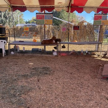 Queens Pumpkin Patch - Petting zoo - Pumpkin Patches Near Me - Saratoga, California