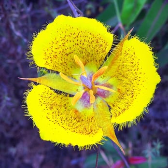 Double Peak Park - Don't know the name but soooo pretty - Parks Near Me - San Marcos, California Double Peak Park - Don't know the name but soooo pretty - Parks Near Me - San Marcos, California