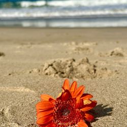 Marina del Rey - Spotted a beautiful flower on the beach | Morning walk