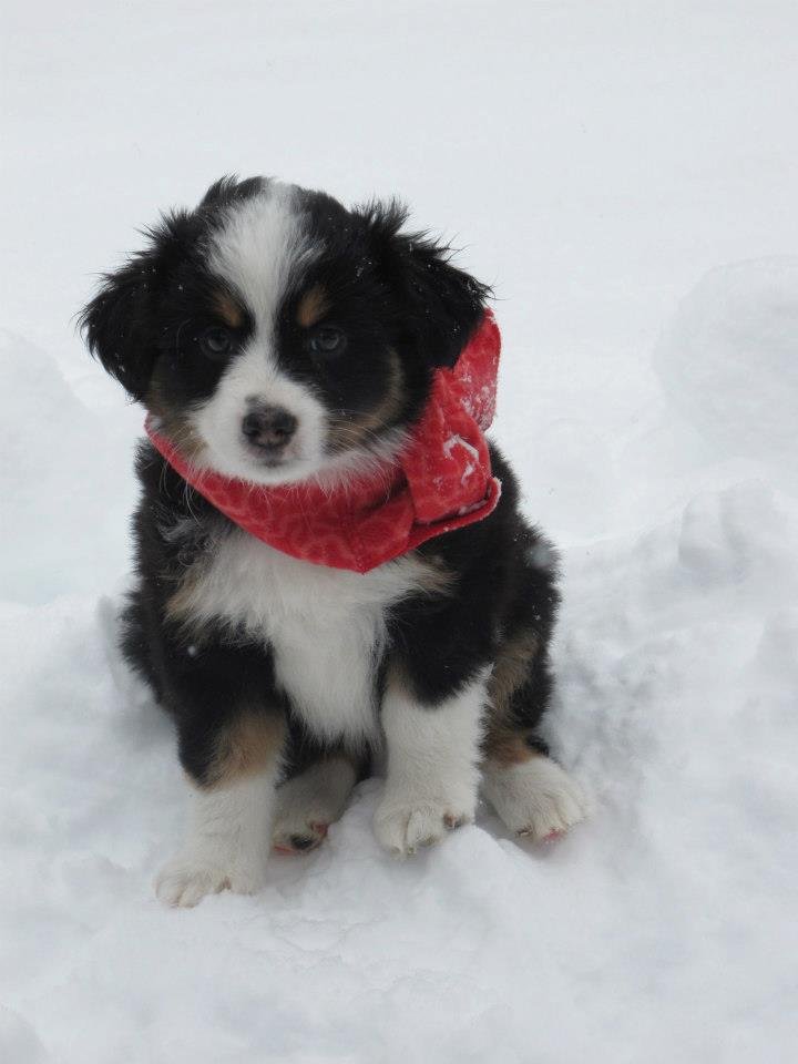 ACRES MEADOWDALE ANIMAL INN Updated October 2024 1143 Meadowdale Rd