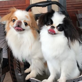Healthy Pets Boca North - Sachi & Miyuki - Veterinarians Near Me - Boca Raton, Florida