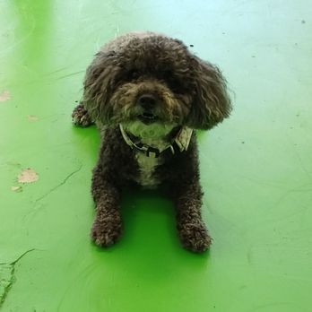 Paw Haven - Good boy! - Pet Boarding Near Me - Sherman Oaks, California Paw Haven - Good boy! - Pet Boarding Near Me - Sherman Oaks, California