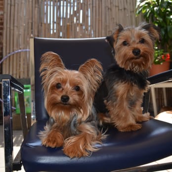 Paws In Paradise - Pet Groomers Near Me - Brooklyn, New York