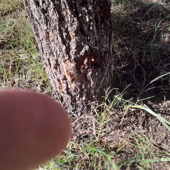 VJ Stars Tree Services - Tree Services Near Me - Albuquerque, New Mexico