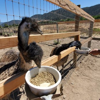 Ostrichland USA - Attraction Farms Near Me - Solvang, California