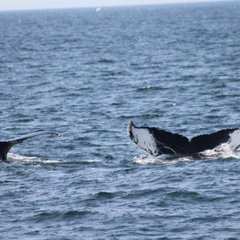Cape Ann Whale Watch - Cape Ann Whale Watch-3 - Boat Charters Near Me - Gloucester, Massachusetts