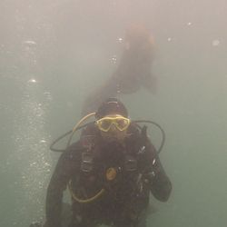 Dive California