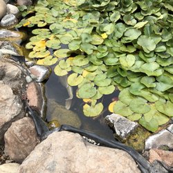 El Dorado Nursery & Garden - Koi pond. Do you see the giant Master Koi?