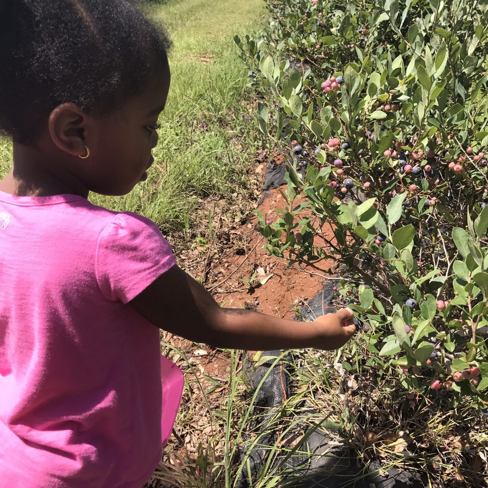 Champion U-Pick Blueberries - My niece picking for the first time! - Pick Your Own Farms Near Me - Pine Mountain, Georgia Champion U-Pick Blueberries - My niece picking for the first time! - Pick Your Own Farms Near Me - Pine Mountain, Georgia