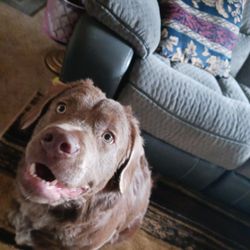 SPCA of the Triad - Wiggles. Missing in highpoint