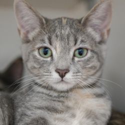 Nine Lives - Affordable low-cost spay/neuter services for your pets.