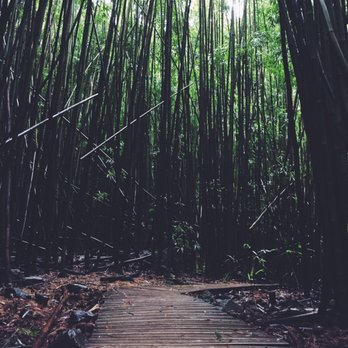 Pipiwai Trail - Forest - Hiking Near Me - Hana,, Hawaii