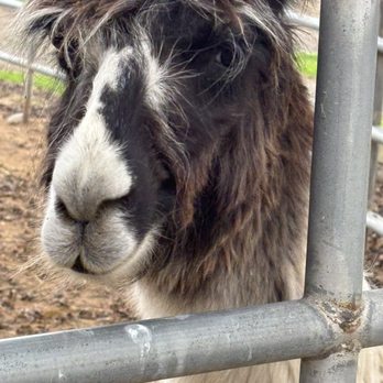 American Made Farm Sanctuary - Petting Zoos Near Me - Petaluma, California