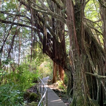 Akaka Falls State Park - The walk to arrive at Akaka Falls is pleasant. - Parks Near Me - Honomu, Hawaii