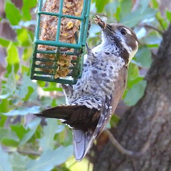 Ramsey Canyon Cabins - Arizona woodpecker - Hotels Near Me - Hereford, Arizona
