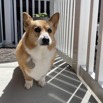 Plush Puppy - Pebbles - Pet Groomers Near Me - Newbury Park, California Plush Puppy - Pebbles - Pet Groomers Near Me - Newbury Park, California