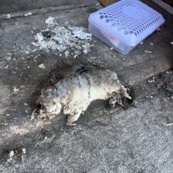 Public Storage - Dead rodent with droppings and damage - Self Storage Near Me - Sacramento, California