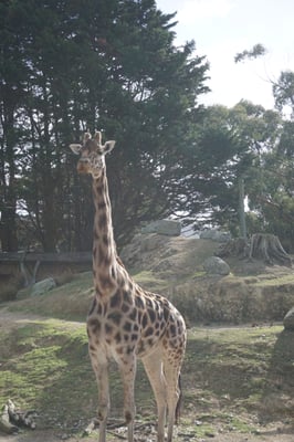 Wellington Zoo by null