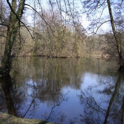Brühler Schlosswald - Oben in den Bäumen brüten bereits Graureiher