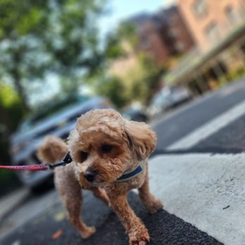 Annella's Trails and Tails - Teddy - Dog Walkers Near Me - Jackson Heights, New York Annella's Trails and Tails - Teddy - Dog Walkers Near Me - Jackson Heights, New York