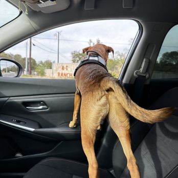 Austin Humane Society - Funny boy - Animal Shelters Near Me - Austin, Texas