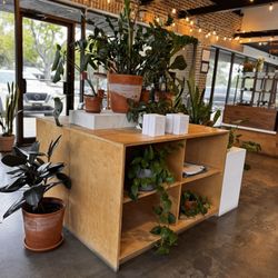 Native Coffee - Buy a plant