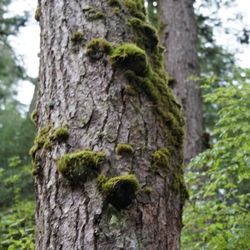 Glacier Gardens Rainforest Adventure