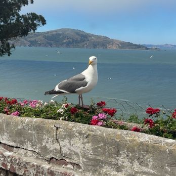 Alcatraz island - Landmarks & Historical Buildings Near Me Alcatraz island - Landmarks & Historical Buildings Near Me