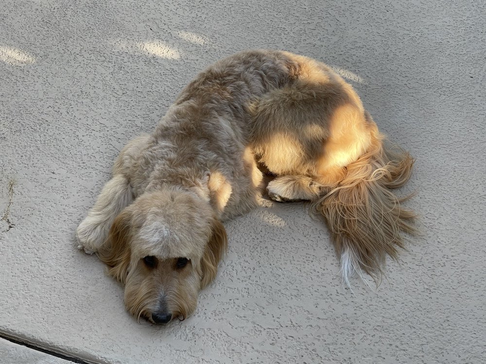 YOU DIRTY DOG Updated August 2024 60 Photos & 68 Reviews 44770