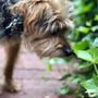 Photo of Wanderpups Dog Walking