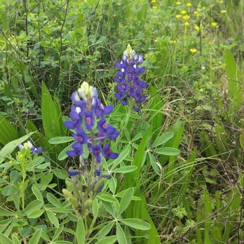 Exploration Green - Dark bluebonnets - Parks Near Me - Houston, Texas Exploration Green - Dark bluebonnets - Parks Near Me - Houston, Texas
