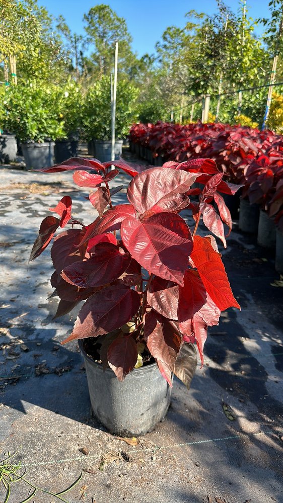 IC BROKER NURSERY Updated 2024 14 Photos 3790 33rd Ave NE, Naples, Florida Nurseries