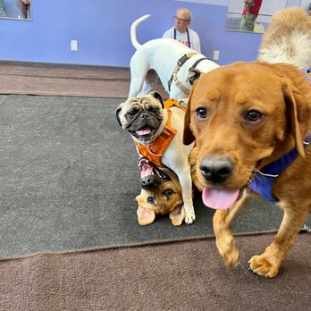 LA's Dog Trainer - Puppy social! - Pet Training Near Me - Studio City, California